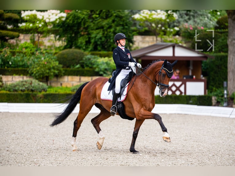 Hannoveriano Caballo castrado 15 años 173 cm Castaño in Traiskirchen