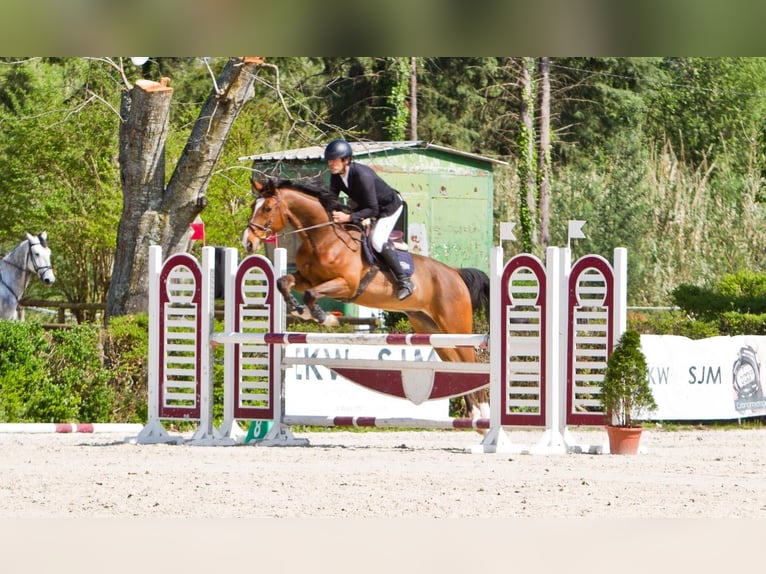 Hannoveriano Caballo castrado 15 años 173 cm Castaño in Coimbra