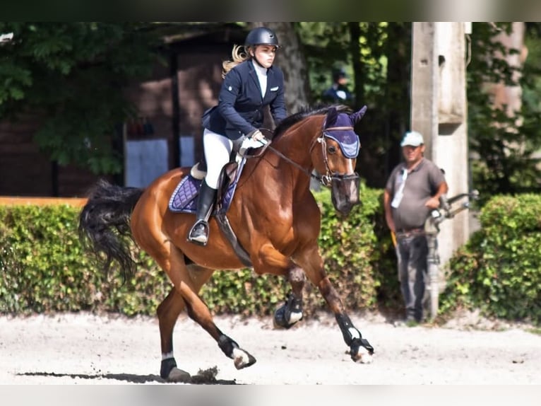 Hannoveriano Caballo castrado 15 años 173 cm Castaño in Coimbra