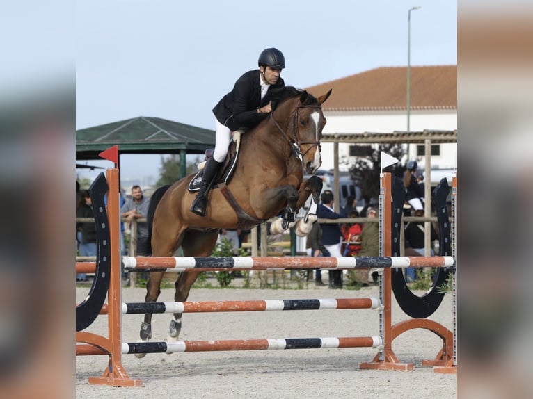 Hannoveriano Caballo castrado 15 años 173 cm Castaño in Coimbra