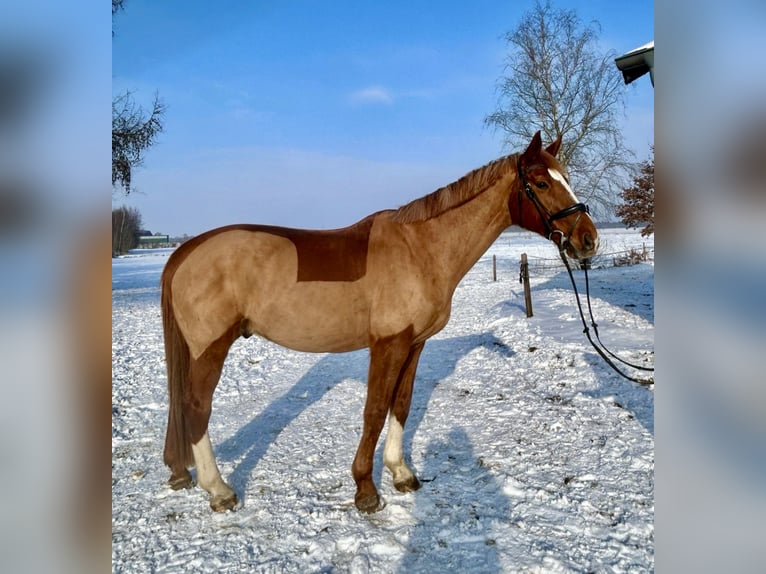 Hannoveriano Caballo castrado 15 años 174 cm Alazán in Wardenburg