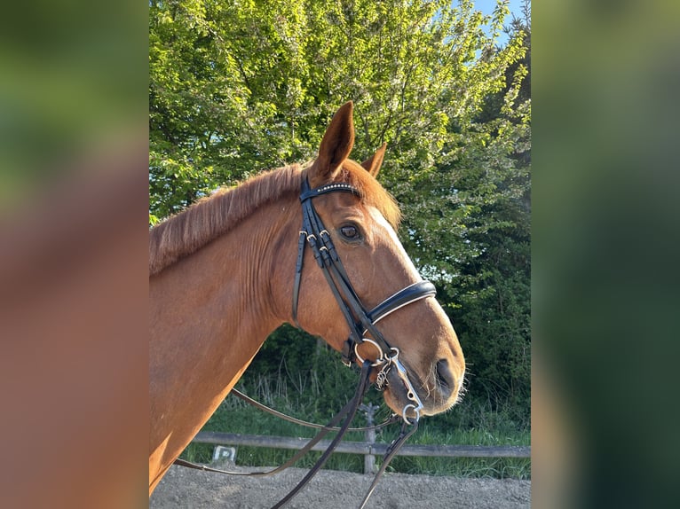 Hannoveriano Caballo castrado 15 años 174 cm Alazán in Wardenburg