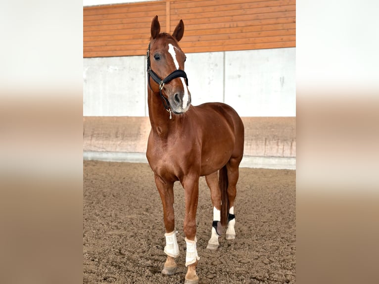 Hannoveriano Caballo castrado 15 años 175 cm Alazán in Kirchheim unter Teck
