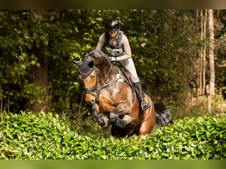 Hannoveriano Caballo castrado 15 años 175 cm Castaño in Lathum