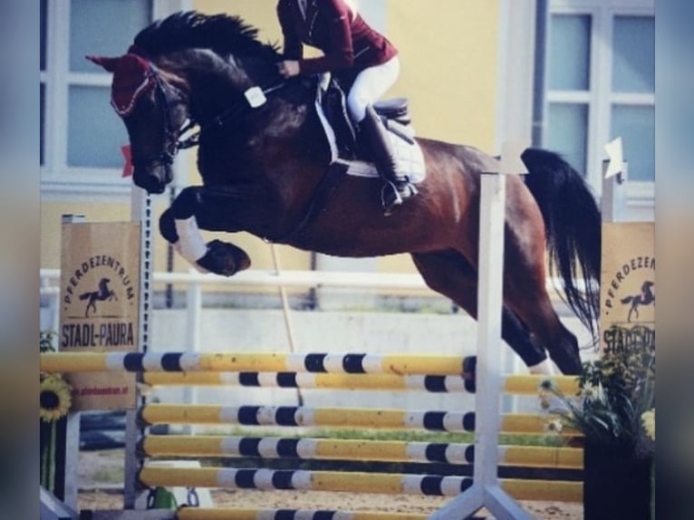 Hannoveriano Caballo castrado 15 años 175 cm Castaño in Petting