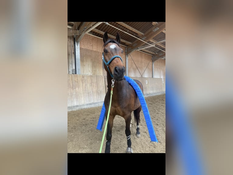 Hannoveriano Caballo castrado 15 años 175 cm Castaño in Petting