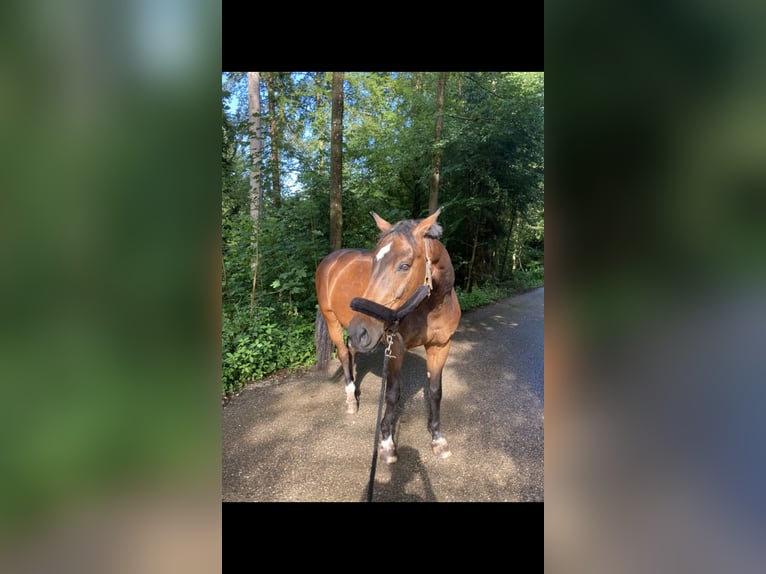 Hannoveriano Caballo castrado 15 años 175 cm Castaño in Petting