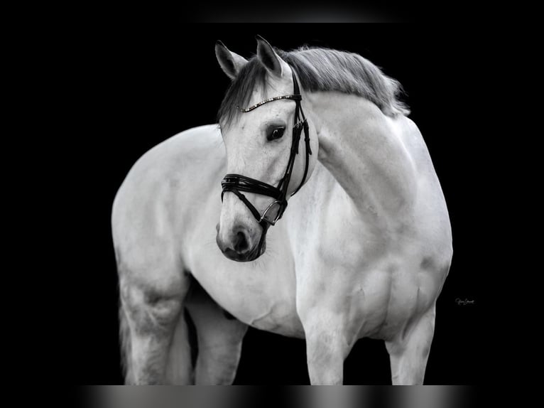 Hannoveriano Caballo castrado 15 años 175 cm Tordo in Bosau