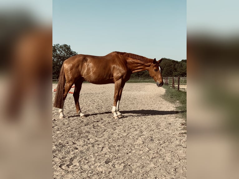 Hannoveriano Caballo castrado 15 años 176 cm Alazán in Krefeld