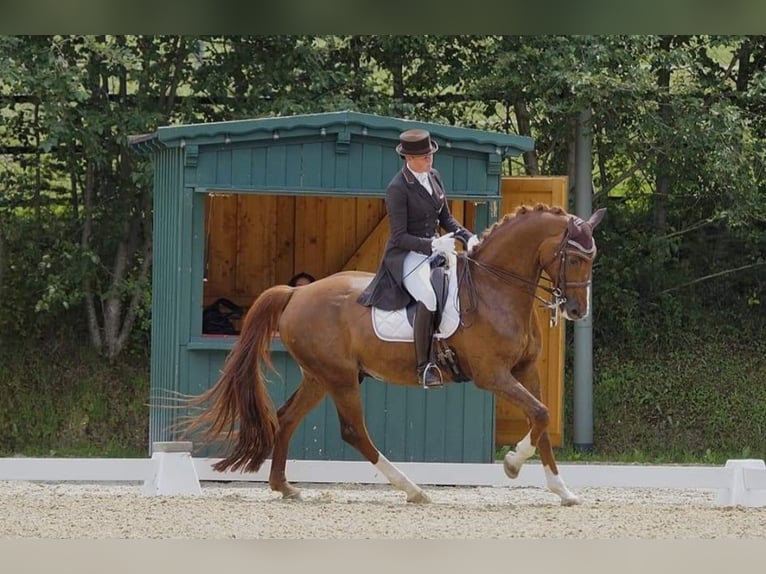 Hannoveriano Caballo castrado 15 años 176 cm Alazán-tostado in Mils