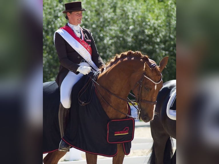 Hannoveriano Caballo castrado 15 años 176 cm Alazán-tostado in Mils