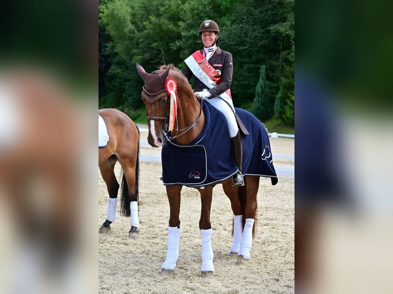 Hannoveriano Caballo castrado 15 años 176 cm Alazán-tostado in Mils