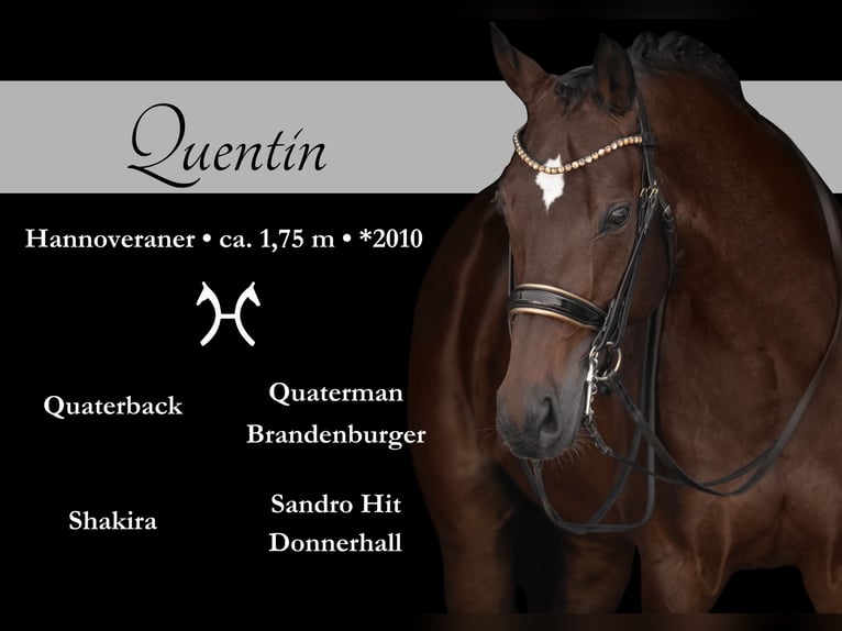 Hannoveriano Caballo castrado 15 años 176 cm Castaño oscuro in Wehringen