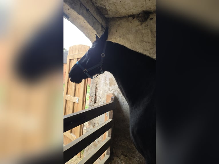 Hannoveriano Caballo castrado 15 años 183 cm Negro in Feldberger Seenlandschaft