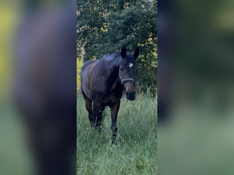 Hannoveriano Caballo castrado 15 años Morcillo in Villach