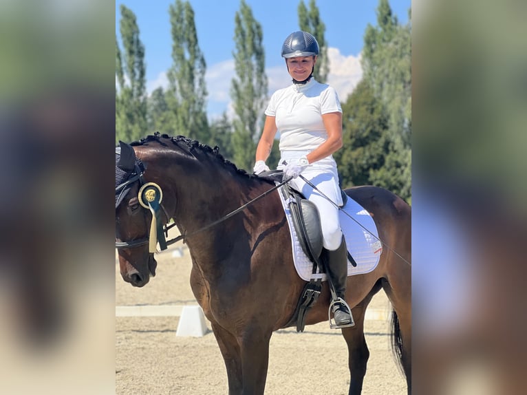 Hannoveriano Caballo castrado 15 años Morcillo in Villach