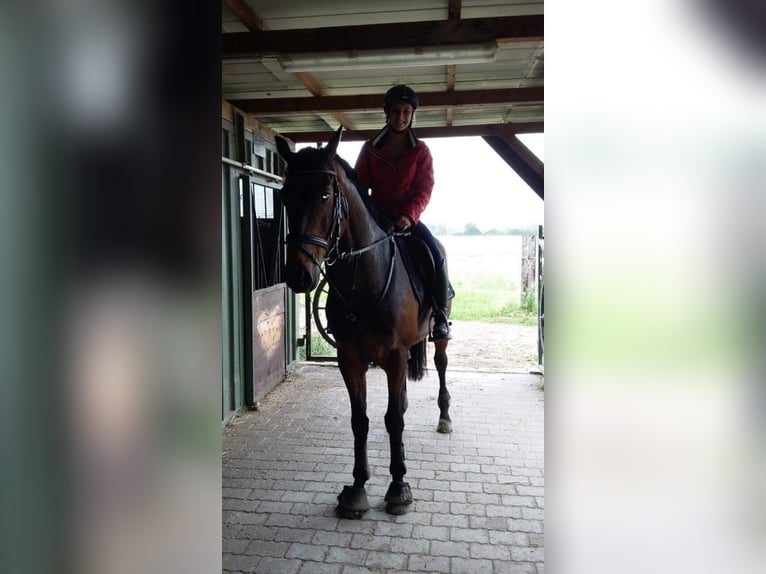 Hannoveriano Caballo castrado 16 años 163 cm Castaño in Durmersheim