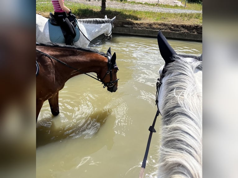 Hannoveriano Caballo castrado 16 años 163 cm Castaño oscuro in Sonnefeld