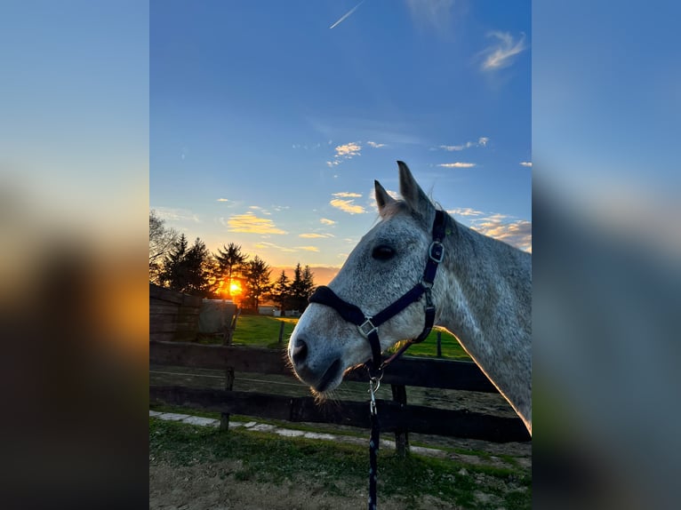 Hannoveriano Caballo castrado 16 años 163 cm Tordo rodado in Hamm