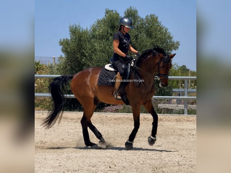 Hannoveriano Caballo castrado 16 años 164 cm Castaño in Sevilla