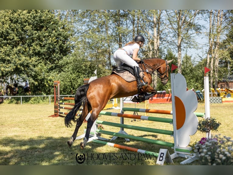 Hannoveriano Caballo castrado 16 años 167 cm Castaño in Toppenstedt