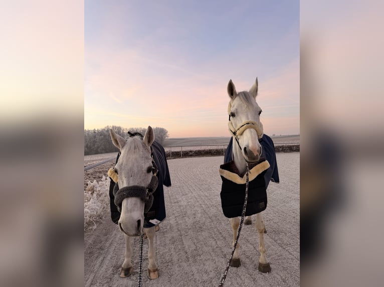 Hannoveriano Caballo castrado 16 años 167 cm Tordo in Chemnitz