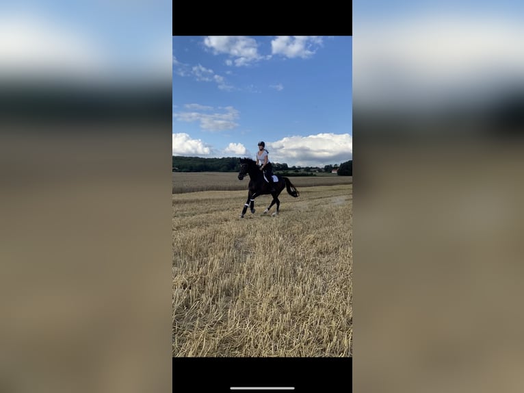 Hannoveriano Caballo castrado 16 años 168 cm in Bramsche