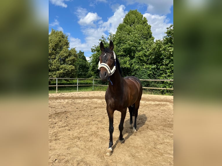 Hannoveriano Caballo castrado 16 años 168 cm Castaño oscuro in Sarstedt