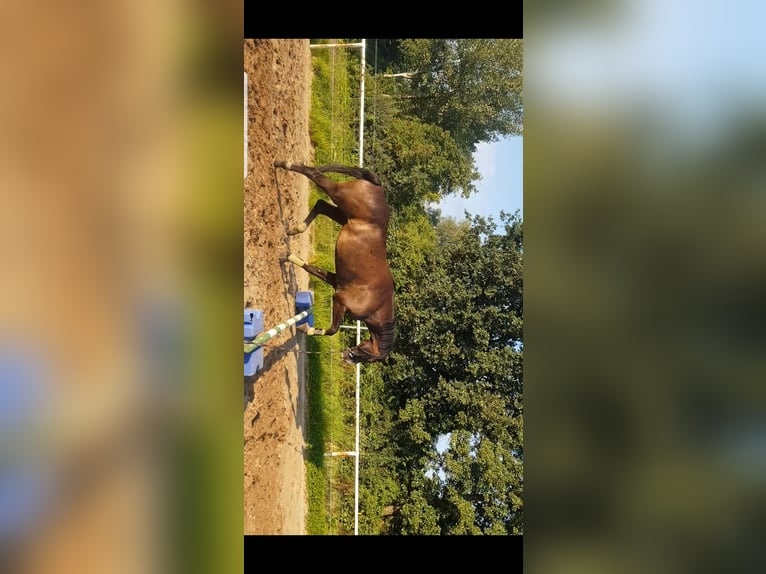 Hannoveriano Caballo castrado 16 años 168 cm Castaño oscuro in Königsdorf