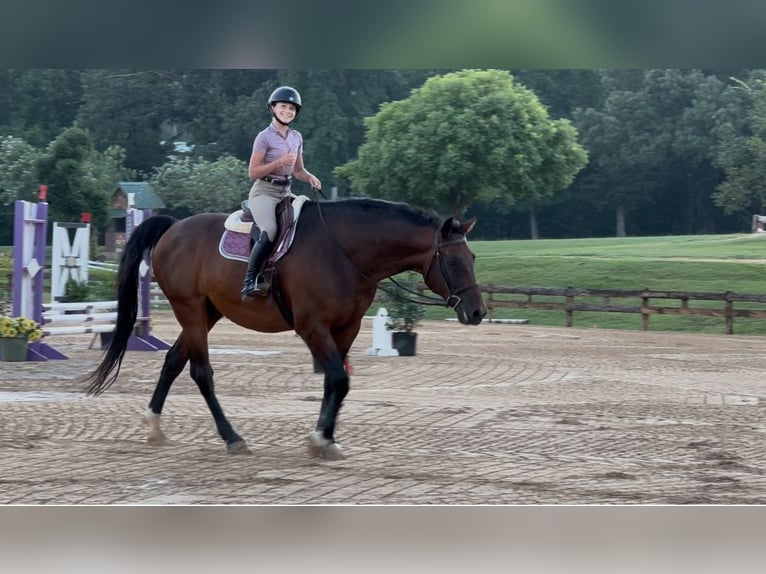 Hannoveriano Caballo castrado 16 años 168 cm Castaño rojizo in Cleburne