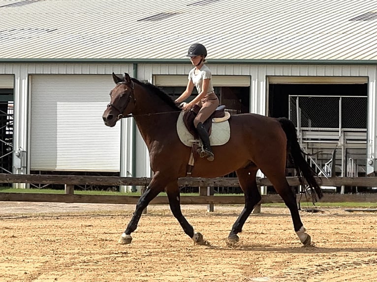 Hannoveriano Caballo castrado 16 años 168 cm Castaño rojizo in Cleburne