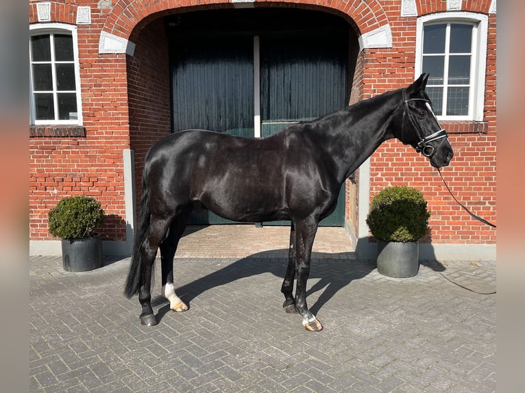 Hannoveriano Caballo castrado 16 años 168 cm Negro in Haftenkamp