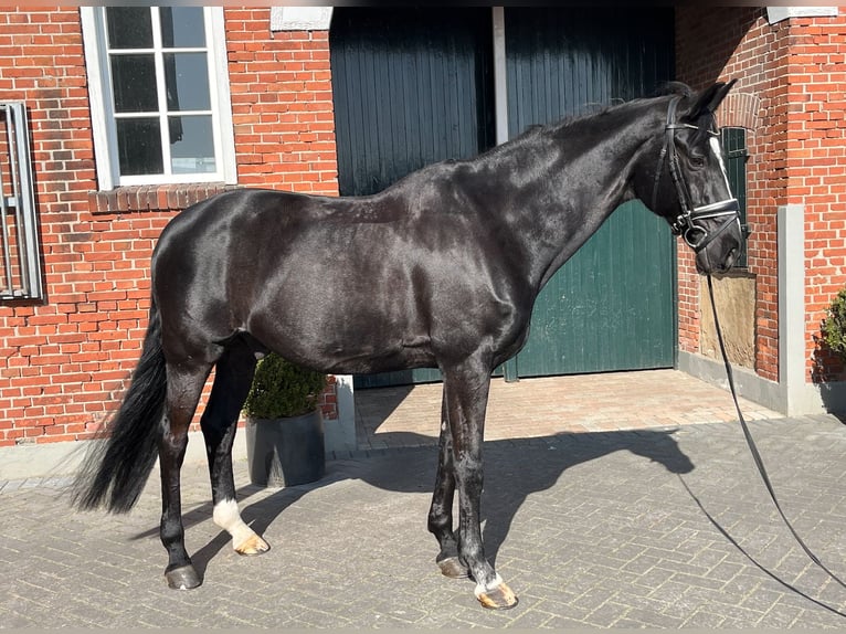 Hannoveriano Caballo castrado 16 años 168 cm Negro in Haftenkamp