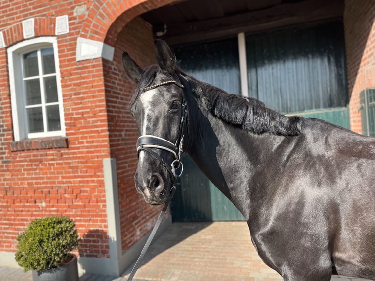 Hannoveriano Caballo castrado 16 años 168 cm Negro in Haftenkamp