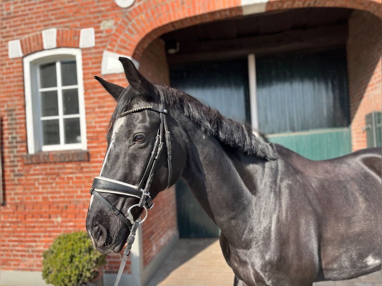 Hannoveriano Caballo castrado 16 años 168 cm Negro in Haftenkamp