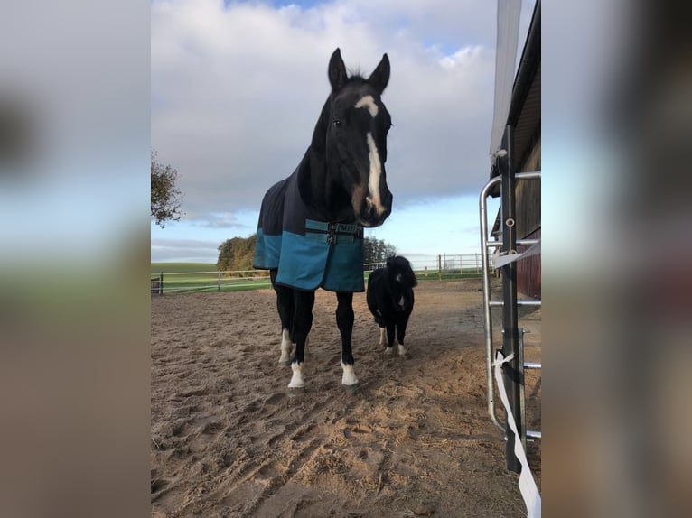 Hannoveriano Caballo castrado 16 años 168 cm Negro in Georgsmarienhütterhsma