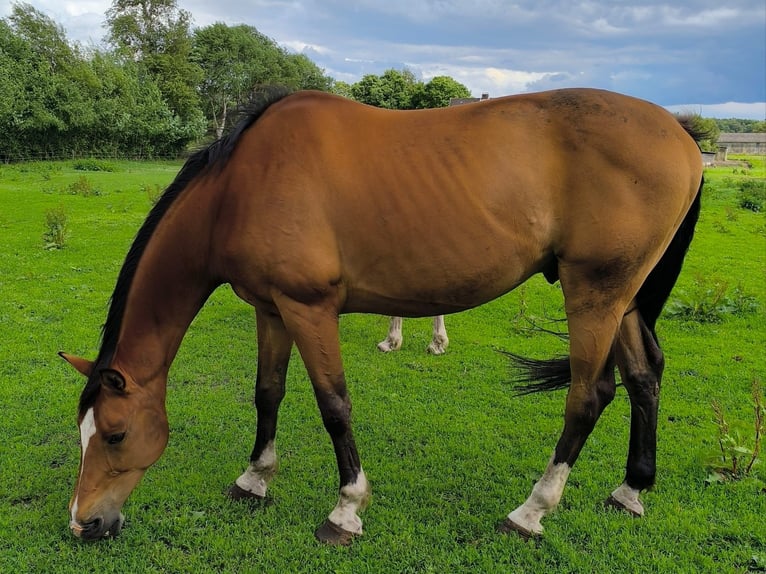 Hannoveriano Caballo castrado 16 años 169 cm Castaño in Deinstedt