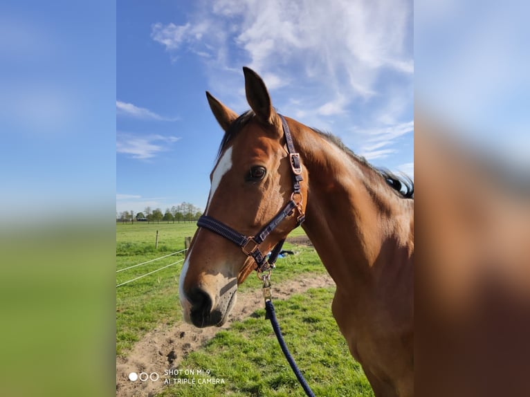 Hannoveriano Caballo castrado 16 años 169 cm Castaño in Deinstedt