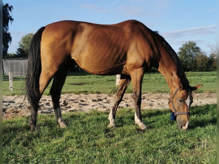 Hannoveriano Caballo castrado 16 años 169 cm Castaño in Deinstedt