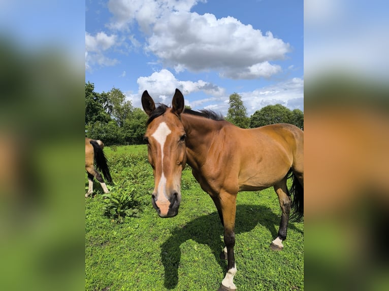 Hannoveriano Caballo castrado 16 años 169 cm Castaño in Deinstedt