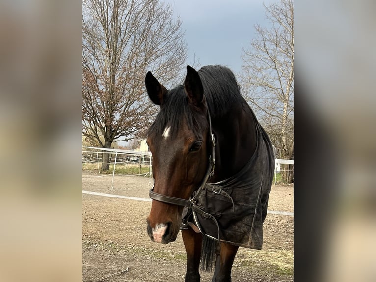 Hannoveriano Caballo castrado 16 años 170 cm  in Rottweil