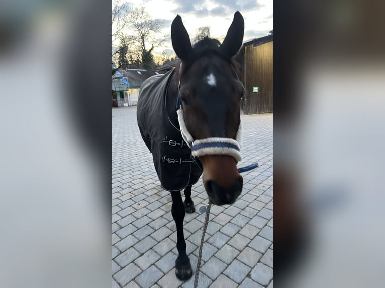 Hannoveriano Caballo castrado 16 años 170 cm Castaño in München