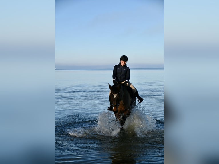 Hannoveriano Caballo castrado 16 años 170 cm Castaño in Greifswald