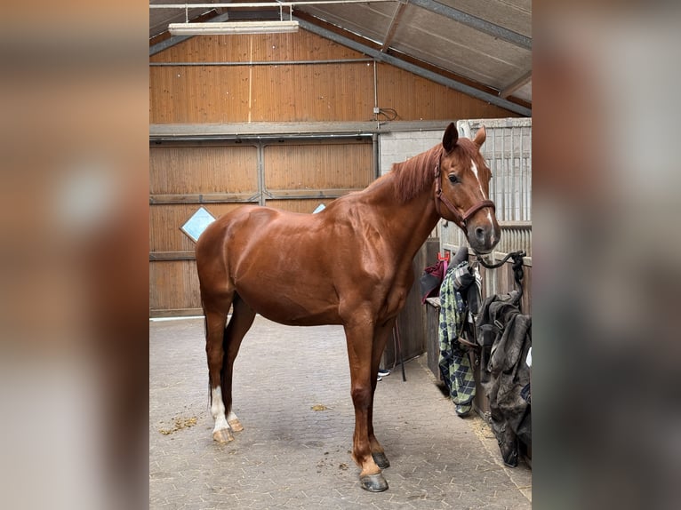 Hannoveriano Caballo castrado 16 años 171 cm Alazán-tostado in Offenburg