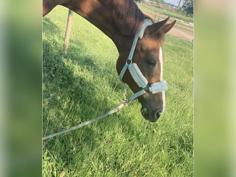 Hannoveriano Caballo castrado 16 años 172 cm Alazán-tostado in Liebschützberg