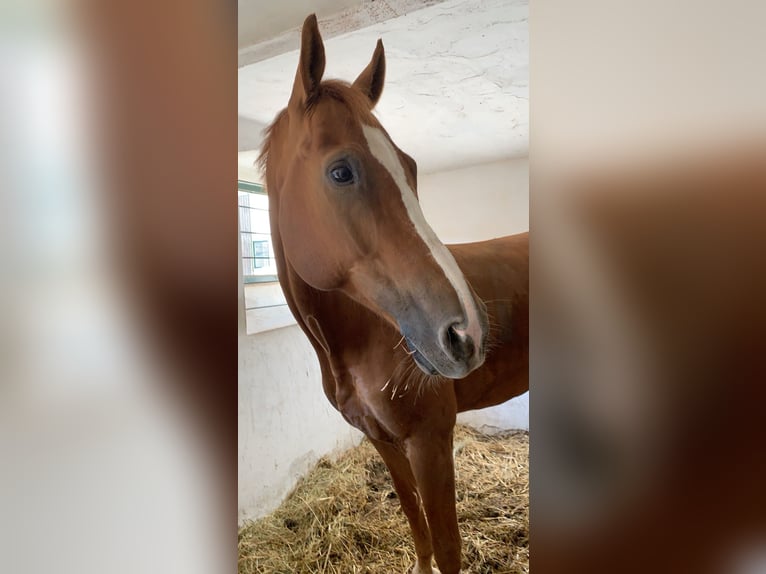 Hannoveriano Caballo castrado 16 años 172 cm Alazán-tostado in Liebschützberg