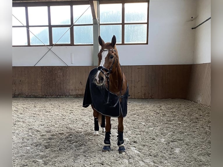 Hannoveriano Caballo castrado 16 años 172 cm Alazán-tostado in Liebschützberg