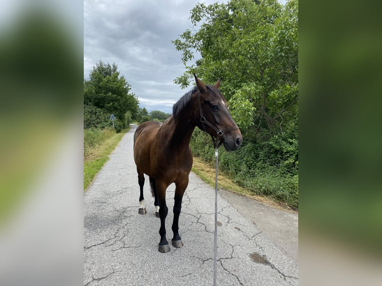 Hannoveriano Caballo castrado 16 años 172 cm Castaño in Hamburg