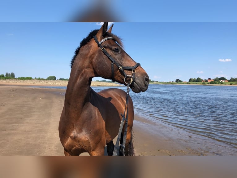 Hannoveriano Caballo castrado 16 años 172 cm Castaño in Hamburg