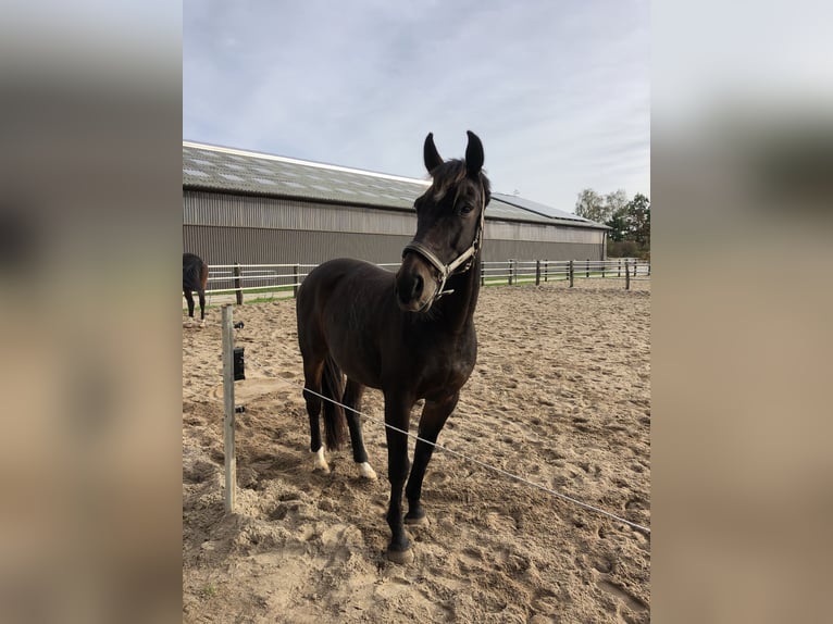 Hannoveriano Caballo castrado 16 años 172 cm Castaño in Hamburg